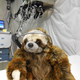 Illustration for article titled If You Send a Sloth to Space, You Better Expect it to Nap